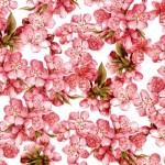 056 Pfirsichblüte