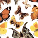 066 Schmetterlinge