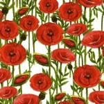 088 Mohn-neu